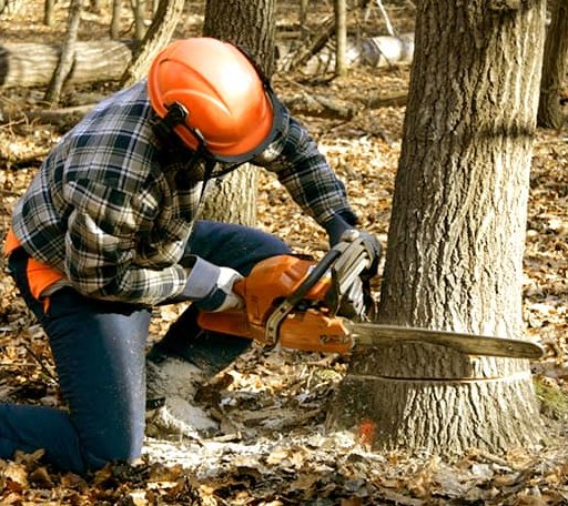 Tree Removal in Benton, IL